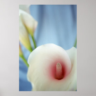Swirt White Calla Lilies Foto Poster Printmedien