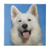 Swiss Shepherd Dog Fliese (Vorderseite)