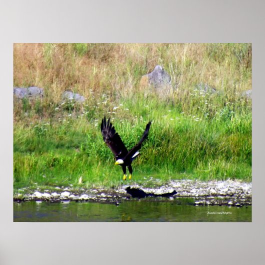 Swooping Eagle Poster (Vorne)