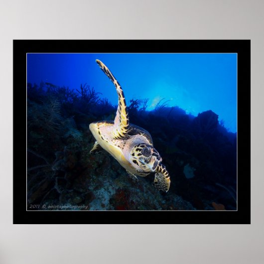 Swooping Turtle Poster (Vorne)