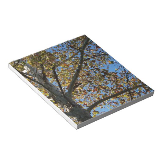 Sycamore Baum im Fall gegen einen blauen Himmel Notizblock (angewinkelt)