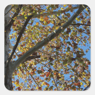 Sycamore Baum im Fall gegen einen blauen Himmel Quadratischer Aufkleber