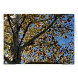 Sycamore Baum im Herbst gegen eine blaue Himmelska