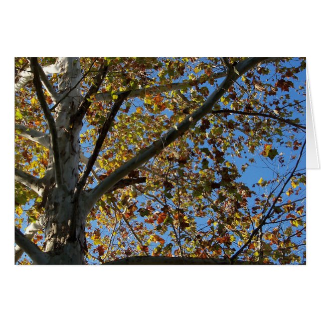 Sycamore Baum im Herbst gegen eine blaue Himmelska (Vorderseite (Horizontal))