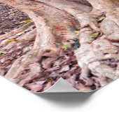 Sycamore Fig Tree Poster (Ecke)