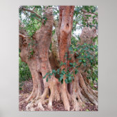 Sycamore Fig Tree Poster (Vorne)