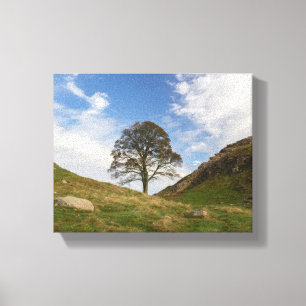 Sycamore Gap im Herbst Leinwanddruck