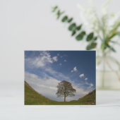 Sycamore Gap im Herbst Postkarte (Stehend Vorderseite)
