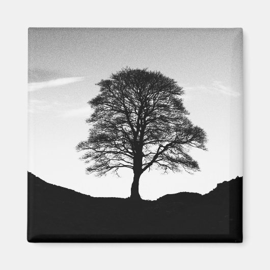 Sycamore Gap Magnet (Vorne)