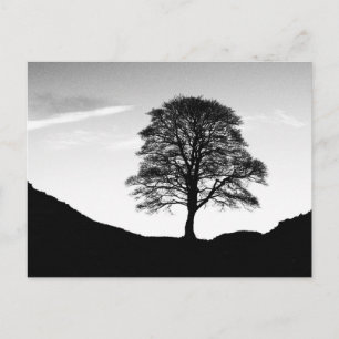 Sycamore Gap Postcard Postkarte