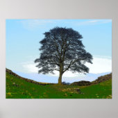 Sycamore Gap Poster/Print Poster (Vorne)