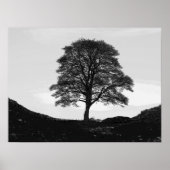 Sycamore Gap Poster/Print Poster (Vorne)