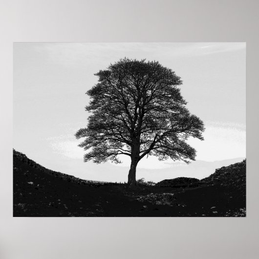 Sycamore Gap Poster/Print Poster (Vorne)
