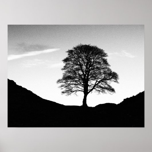 Sycamore Gap Poster/Print Poster (Vorne)