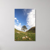 Sycamore Gap Stretched Canvas Print Leinwanddruck (Vorderseite)
