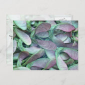 Sycamore Postkarte (Vorne/Hinten)