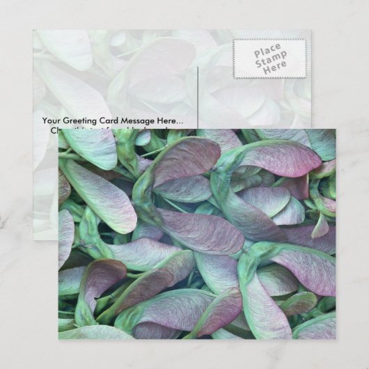 Sycamore Postkarte (Vorne/Hinten)