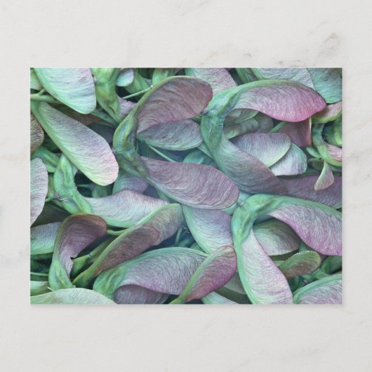 Sycamore Postkarte (Vorderseite)