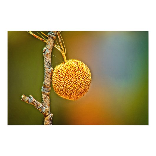 Sycamore Seed Ball Fotodruck (Vorne)