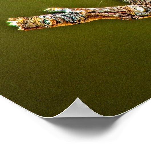 Sycamore Seed Ball Poster (Ecke)