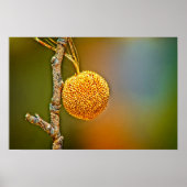 Sycamore Seed Ball Poster (Vorne)