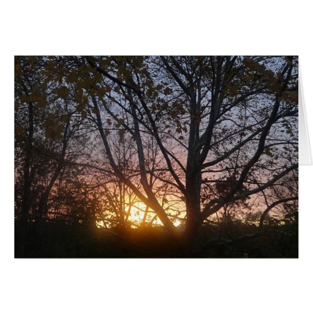 Sycamore Sunrise (Vorderseite (Horizontal))
