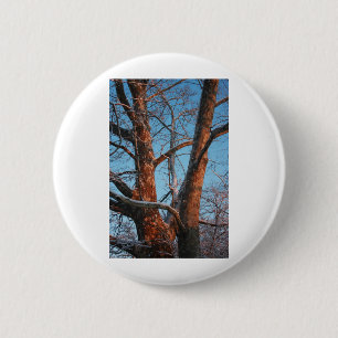 Sycamore Sunrise Button