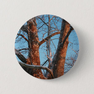 Sycamore Sunrise Button
