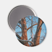 Sycamore Sunrise Magnet (Vorderseite/Rückseite)