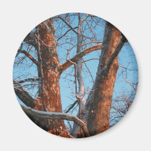 Sycamore Sunrise Magnet