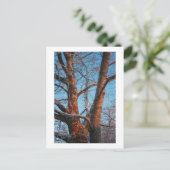 Sycamore Sunrise Postkarte (Stehend Vorderseite)
