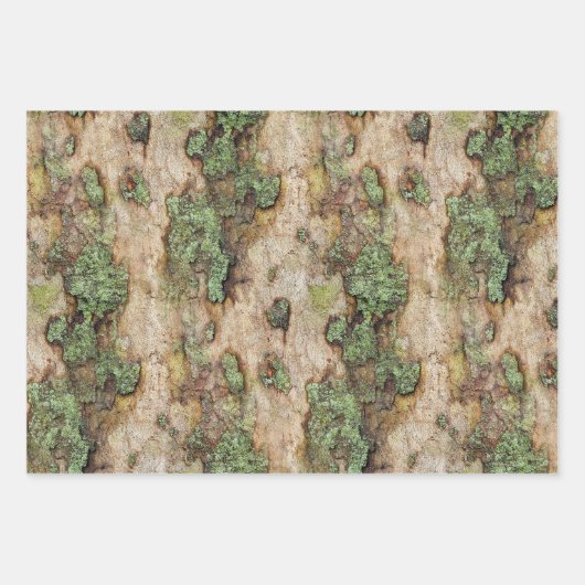 Sycamore Tree Bark Moss Lichen Geschenkpapier Set (Vorderseite 2)
