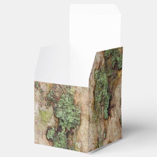 Sycamore Tree Bark Moss Lichen Geschenkschachtel (Geöffnet)