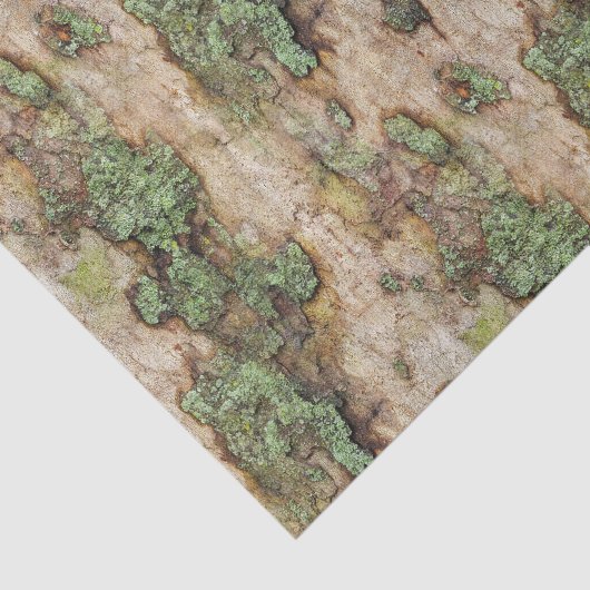 Sycamore Tree Bark Moss Lichen Seidenpapier (Ausschnitt)