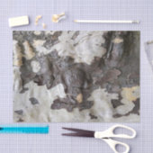 Sycamore Tree Bark Peeling und Shedding Seidenpapier (Handwerk)