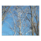 Sycamore Tree Fotodruck (Vorne)