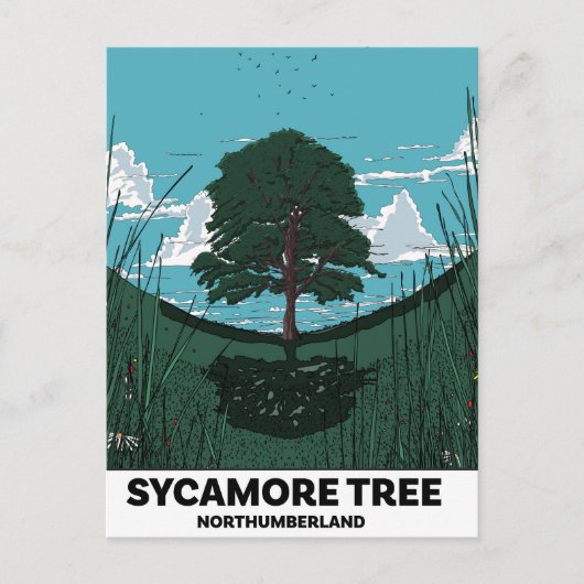 Sycamore Tree Gap Postkarte (Vorderseite)