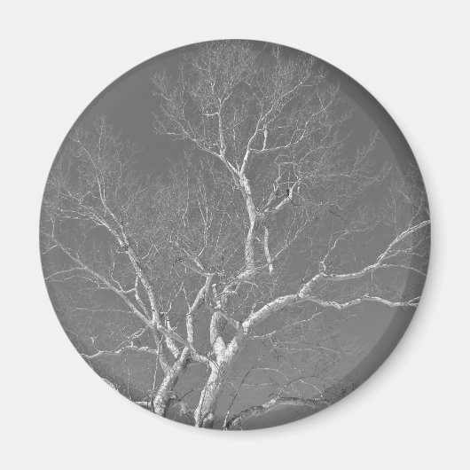 Sycamore Tree gegen Winterhimmelelemente Magnet (Vorne)