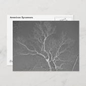 Sycamore Tree gegen Winterhimmelelemente Postkarte (Vorne/Hinten)