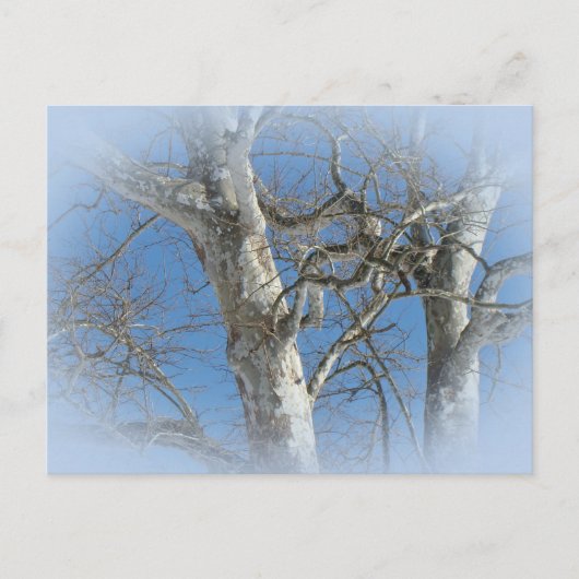 Sycamore Tree gegen Winterhimmelelemente Postkarte (Vorderseite)