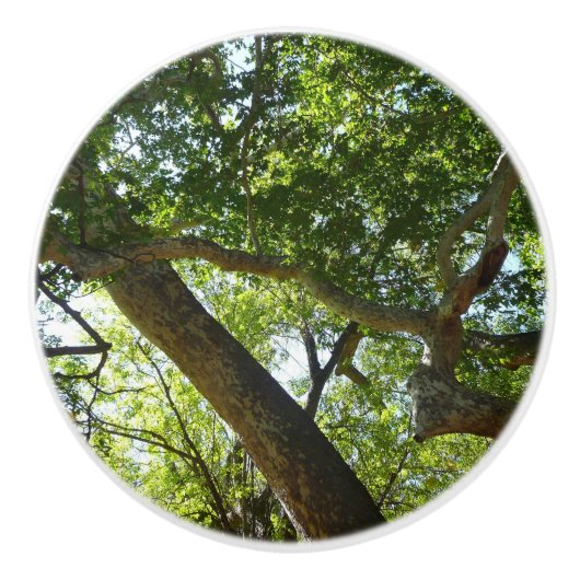 Sycamore Tree Green Nature Keramikknauf (Vorderseite)