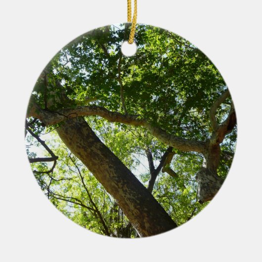 Sycamore Tree Green Nature Keramikornament (Vorne)