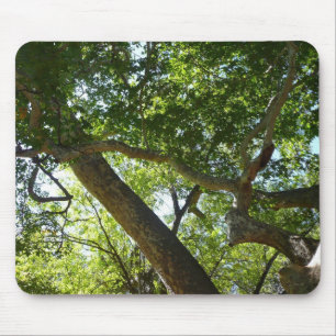 Sycamore Tree Green Nature Mousepad