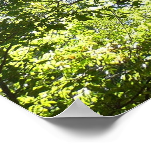 Sycamore Tree Green Nature Poster (Ecke)