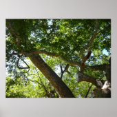 Sycamore Tree Green Nature Poster (Vorne)