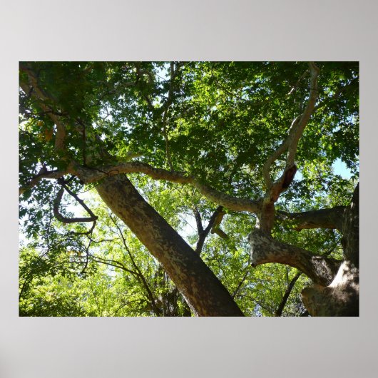Sycamore Tree Green Nature Poster (Vorne)