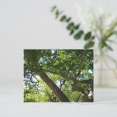 Sycamore Tree Green Nature Postkarte (Stehend Vorderseite)