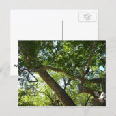Sycamore Tree Green Nature Postkarte (Vorne/Hinten)