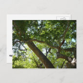 Sycamore Tree Green Nature Postkarte (Vorne/Hinten)