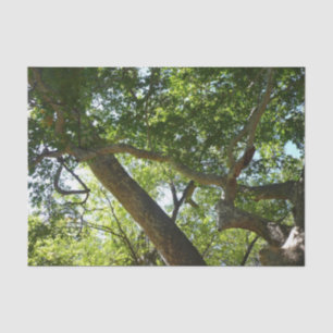 Sycamore Tree Green Nature Seidenpapier